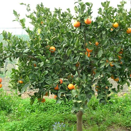Agriturismo Baglio Donna Santa Dattilo Экстерьер фото