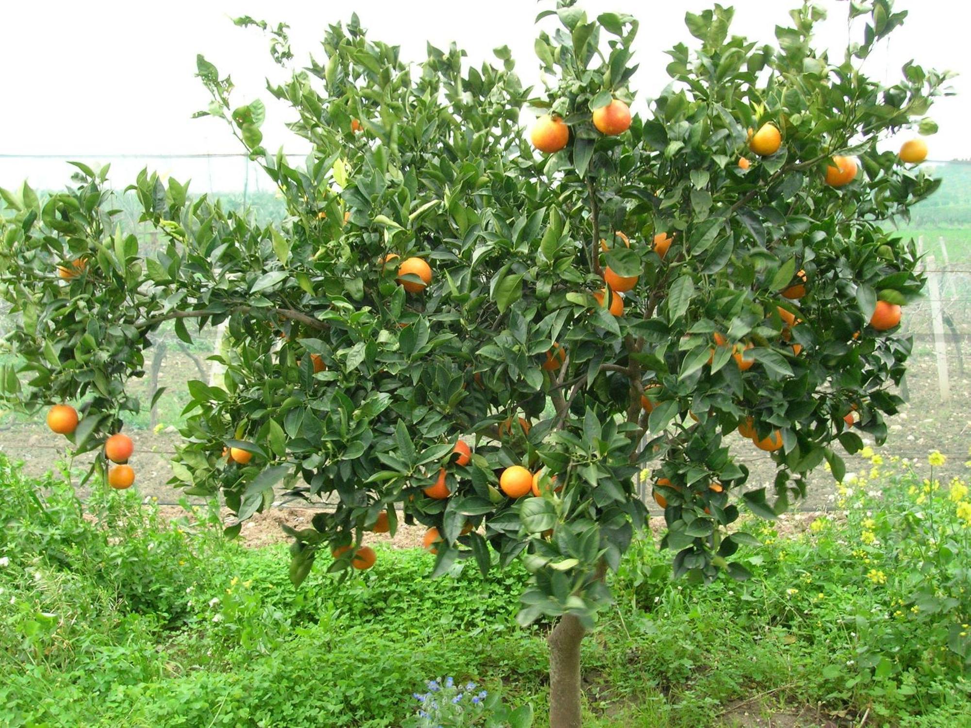 Agriturismo Baglio Donna Santa Dattilo Экстерьер фото